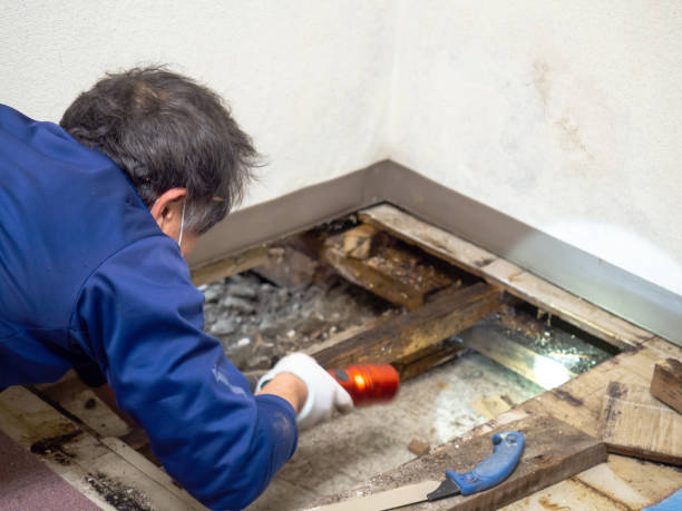 Best Local Mold Removal Service  in Byesville, OH