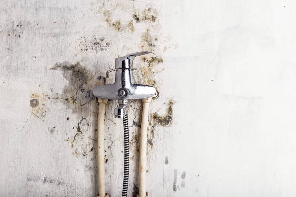 Best Mold Removal Company Near Me  in Byesville, OH