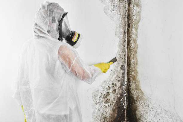 Best Attic Mold Removal  in Byesville, OH