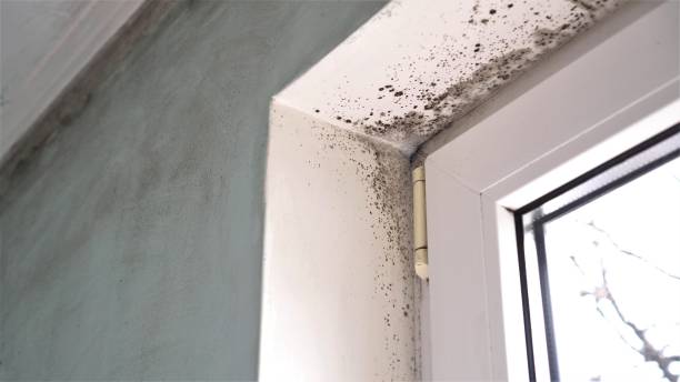 Best Fast Mold Removal  in Byesville, OH