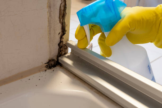 Best Black Mold Removal  in Byesville, OH