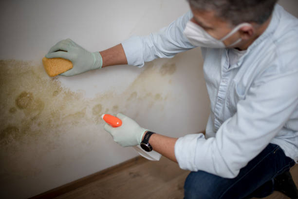 Best Attic Mold Removal  in Byesville, OH