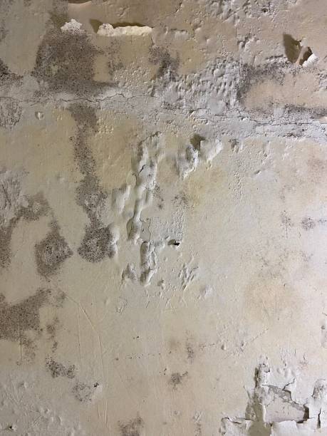 Best Fast Mold Removal  in Byesville, OH