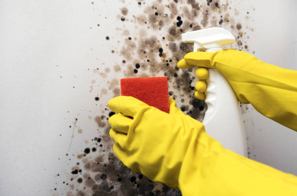 Best Mold Damage Repair  in Byesville, OH