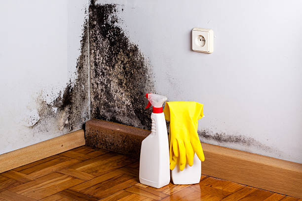 Best Home Mold Removal  in Byesville, OH