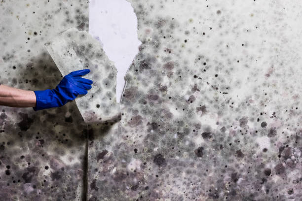 Best Mold Removal Specialists  in Byesville, OH